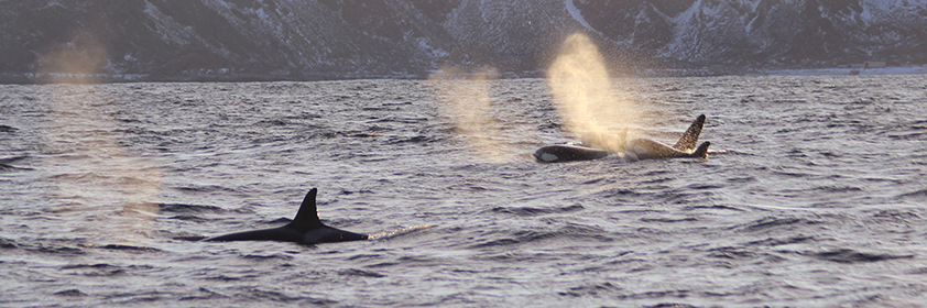 Orcas-in-Freedom-842-280_top_right